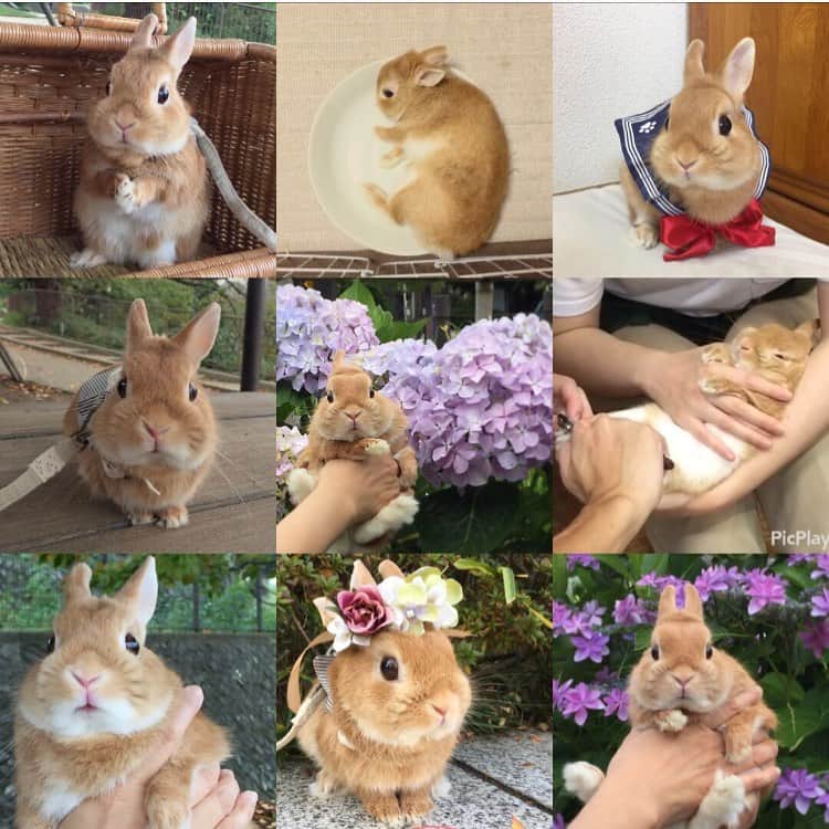 ?まるるのインスタグラム：「* * やってみました#bestnine2019 ✨ * 私的には2段目右側の 爪切りされながら 寝ちゃったまるるんが1番かなぁ😆 * 3月に腸閉塞の手術をしたまるるんですが、 元気で一緒に新年を迎えられること、 本当に幸せに思います💕 * 今年は投稿数26個と超マイペースにもかかわらず、 お付き合い頂きありがとうございました😊💕 来年も温かく見守って頂けると嬉しいです。 * * 皆さま良いお年をお迎え下さい😊 * * #うさぎ#ネザーランドドワーフ#ふわもこ部#rabbit#lapin#cutepetclub#WeeklyFluff #bunnystagram#rabbitstagram#instapet #bestnine#20191231」