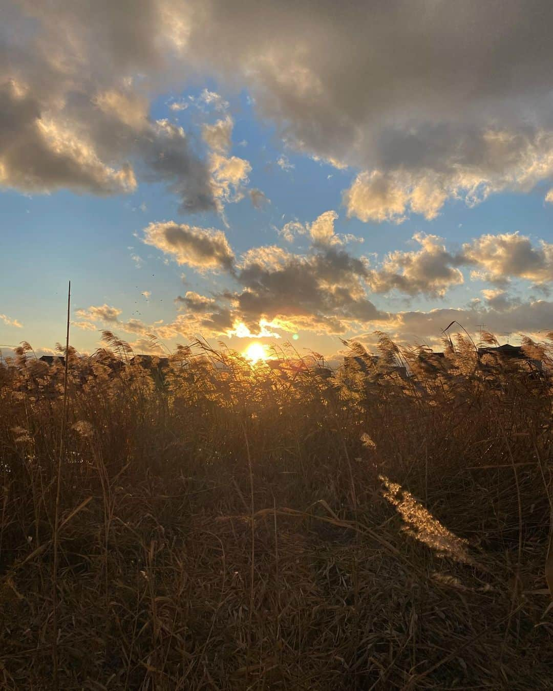 柴田紗希さんのインスタグラム写真 - (柴田紗希Instagram)「2019年最後は大好きな地元の空気吸いながら歩いたよ。良い景色見れた！ . 2019年を漢字一文字で表すと「優」が瞬時に浮かんできました。 今年は日本中を飛び回らせて頂いて毎日 素晴らしい景色や人に優しい心をもらっていたなぁと。 何かに詰まってもその地域へ飛び出すことで優しいを そしてみんなに会えることも多くてみんなからも優しいを頂いておりました。 大感謝だ みんなの漢字一文字は何でしたか？☺︎ . ああ、良い一年だったんだなぁ」12月31日 21時03分 - shibasaaki