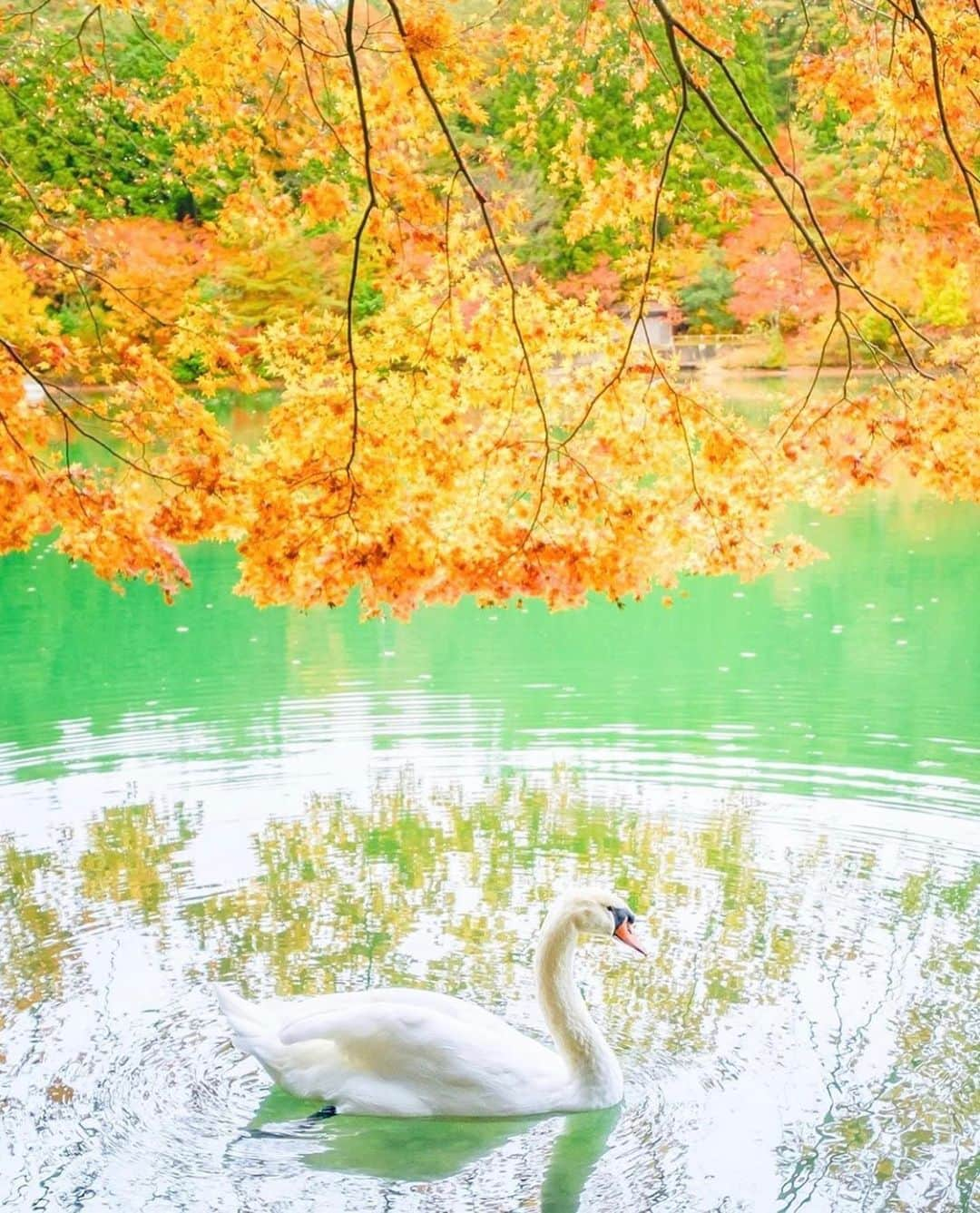 はなまっぷ❁日本の花風景さんのインスタグラム写真 - (はなまっぷ❁日本の花風景Instagram)「🌸🍺はなまっぷの忘年会2019🍺🌸 * @camel8326 さんの  2019年のお花に花まるを💮 * 今年一年素敵なお花をたくさん ありがとうございました😊🌸💮 * 1滋賀　長浜市 2大阪　大阪まいしまシーサイドパーク 3東京　シンボルプロムナード公園 4山梨　南伊奈湖 5静岡　小國神社 * 🌼•••🌹•••💠•••🌷•••🌸•••🌺 * 💮みなさんの2019年のお花に花まるを💮 * 今年撮影されたお気に入りのベスト5 （5枚以内なら何枚でもok） を複数枚一括投稿で、 #はなまっぷ忘年会2019 に投稿お願いします😊 * みなさんのご参加お待ちしております🍺 * #はなまっぷ * 🌼•••🌹•••💠•••🌷•••🌸•••🌺 * #日本#花#花畑#花のある風景」12月31日 21時14分 - hanamap