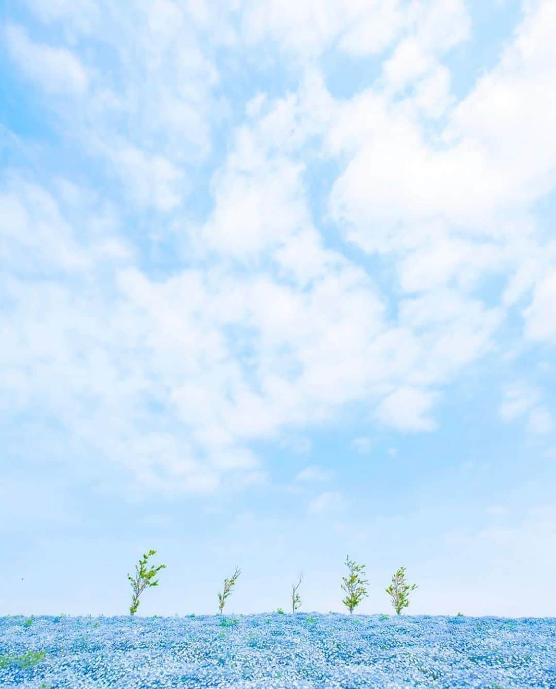 はなまっぷ❁日本の花風景さんのインスタグラム写真 - (はなまっぷ❁日本の花風景Instagram)「🌸🍺はなまっぷの忘年会2019🍺🌸 * @camel8326 さんの  2019年のお花に花まるを💮 * 今年一年素敵なお花をたくさん ありがとうございました😊🌸💮 * 1滋賀　長浜市 2大阪　大阪まいしまシーサイドパーク 3東京　シンボルプロムナード公園 4山梨　南伊奈湖 5静岡　小國神社 * 🌼•••🌹•••💠•••🌷•••🌸•••🌺 * 💮みなさんの2019年のお花に花まるを💮 * 今年撮影されたお気に入りのベスト5 （5枚以内なら何枚でもok） を複数枚一括投稿で、 #はなまっぷ忘年会2019 に投稿お願いします😊 * みなさんのご参加お待ちしております🍺 * #はなまっぷ * 🌼•••🌹•••💠•••🌷•••🌸•••🌺 * #日本#花#花畑#花のある風景」12月31日 21時14分 - hanamap