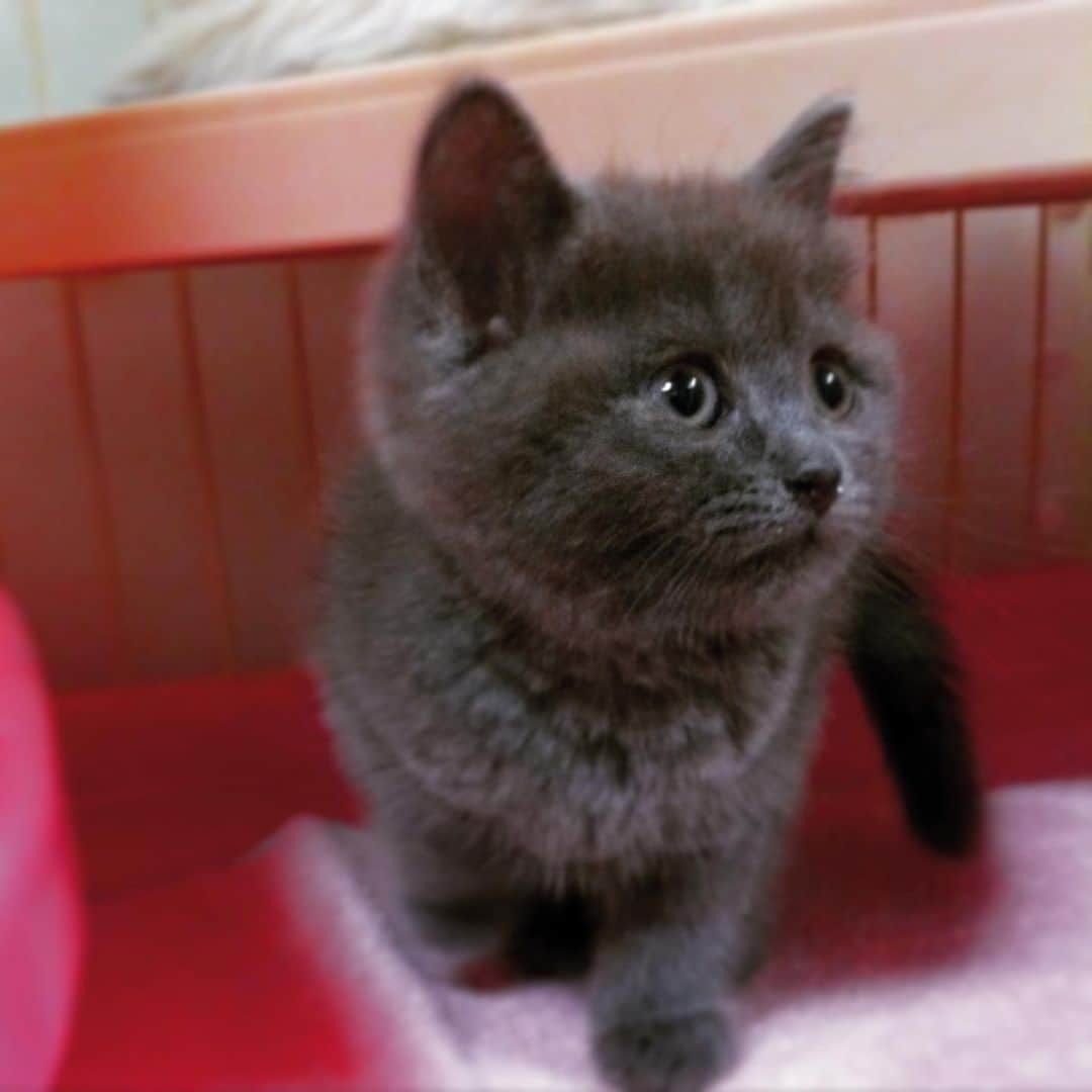 チキン南蛮カレーのルウ王子のグルメインスタ