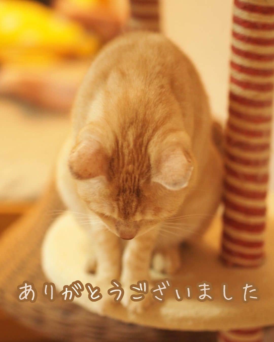ruiruiさんのインスタグラム写真 - (ruiruiInstagram)「福からご挨拶にゃ♪ . . 今年もありがとうございました。 来年もどうぞよろしくお願いします。 . .  #福ちゃんは耳が聞こえない #福ちゃんは人間大好き #右目失明 #元野良猫 #保護猫 #猫 #にゃんこ #にゃんすたぐらむ #ねこ #茶トラ #ねこ部 #ふわもこ部 #ペコねこ部 #mofmo #deafcat #cute #cat #cats #catlover #catstagram #orangecats #instacat #Instagramcats #ilovemycat #catsofinstagram #catstagram_japan #petstagram」12月31日 21時59分 - maruelmoruru