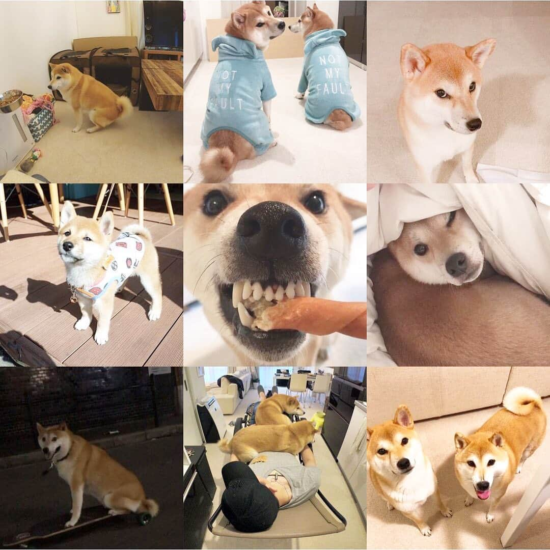 柴犬Mamesuke・Korosuke??大阪さんのインスタグラム写真 - (柴犬Mamesuke・Korosuke??大阪Instagram)「🐱🐻 🐾----*----*----*----*🐾 今年も1年お世話になりました😚 今年の　#bestnine はこちら😆 年越しまであと1時間半ほど❗️ 来年も宜しくお願い致します☺️💕 🐾----*----*----*----*🐾 #MameKoro #豆コロ #West_dog_japan #豆柴 #柴犬 #赤柴 #豆介 #コロ介 #shibagram #shibastagram #shibainu #shiba #shibadog #🐕📷 #いぬのきもち」12月31日 22時13分 - mame_suke_i