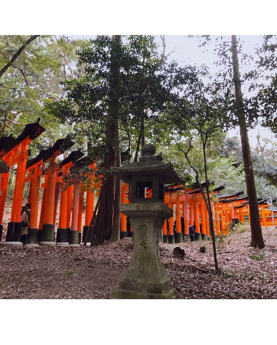 畑田亜希さんのインスタグラム写真 - (畑田亜希Instagram)「🐱⛩伏見稲荷大社⛩🐱 ・ 2019年今年も一年お世話になりました ・ 来年も新しい事にチャレンジし成長して行ければと思います❣️ ・ 🎍良いお年をお迎えください💚 ・ #2019 #sg #japan #kyoto #fushimiinari #昼も夜も行った #大晦日#年末#紅白」12月31日 22時31分 - akihatada