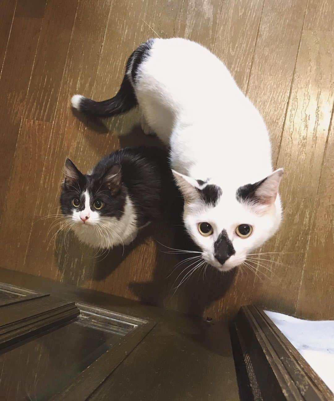 のインスタグラム：「坂東玉隠しシャシャ丸と鼻菱おにぎり丸のはじめてのツーショット😂💕💕 2枚目のおにぎりの成長も可愛いから見てください☺️ 坂東が大きくなったときどんな比較写真が撮れるかとっても楽しみ😂  #坂東玉隠しシャシャ丸  #鼻菱おにぎり丸」