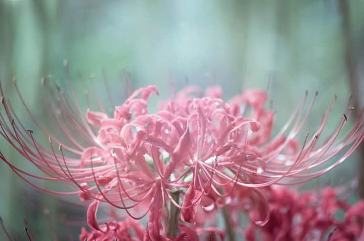 はなまっぷ❁日本の花風景さんのインスタグラム写真 - (はなまっぷ❁日本の花風景Instagram)「🌸🍺はなまっぷの忘年会2019🍺🌸 * @sao_cce_ さんの  2019年のお花に花まるを💮 * 今年一年素敵なお花をたくさん ありがとうございました😊🌸💮 * 全て山口 1.3.5 防府天満宮 2 桑山 4 鰐鳴八幡宮 * 🌼•••🌹•••💠•••🌷•••🌸•••🌺 * 💮みなさんの2019年のお花に花まるを💮 * #はなまっぷ忘年会2019 * 多くの方々にご参加いただきありがとうございました🌸 来年もどうぞよろしくお願いします。 みなさま良いお年をお迎えください✨ * #はなまっぷ * 🌼•••🌹•••💠•••🌷•••🌸•••🌺 * #日本#花#花畑#花のある風景」12月31日 22時49分 - hanamap