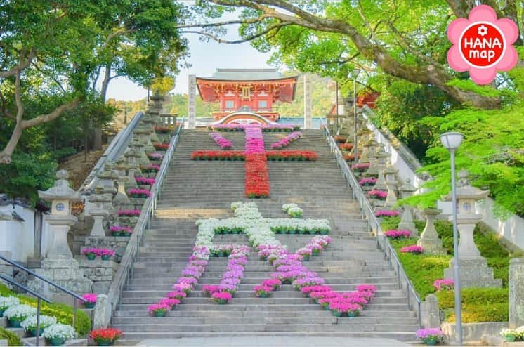 はなまっぷ❁日本の花風景さんのインスタグラム写真 - (はなまっぷ❁日本の花風景Instagram)「🌸🍺はなまっぷの忘年会2019🍺🌸 * @sao_cce_ さんの  2019年のお花に花まるを💮 * 今年一年素敵なお花をたくさん ありがとうございました😊🌸💮 * 全て山口 1.3.5 防府天満宮 2 桑山 4 鰐鳴八幡宮 * 🌼•••🌹•••💠•••🌷•••🌸•••🌺 * 💮みなさんの2019年のお花に花まるを💮 * #はなまっぷ忘年会2019 * 多くの方々にご参加いただきありがとうございました🌸 来年もどうぞよろしくお願いします。 みなさま良いお年をお迎えください✨ * #はなまっぷ * 🌼•••🌹•••💠•••🌷•••🌸•••🌺 * #日本#花#花畑#花のある風景」12月31日 22時49分 - hanamap