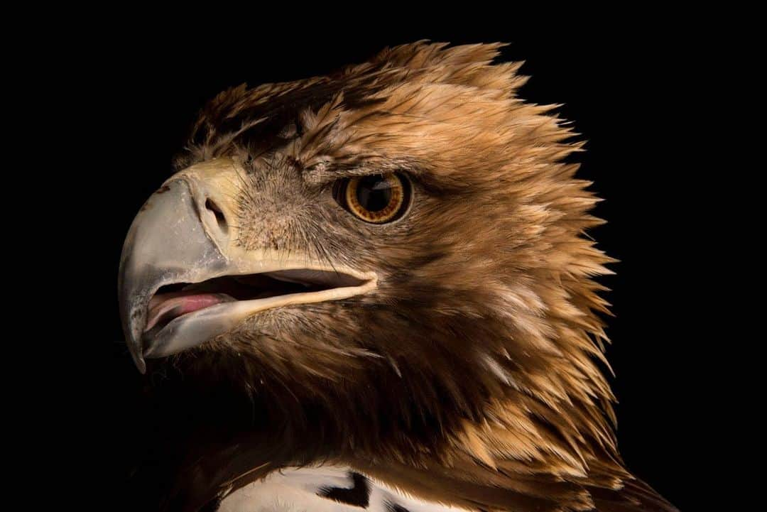 Joel Sartoreさんのインスタグラム写真 - (Joel SartoreInstagram)「This fierce raptor is a Spanish imperial eagle that calls @zoo_aquarium_madrid home. Restricted to the Iberian Peninsula, this species is most often spotted in Mediterranean forests, or in “Dehesas”, a type of wooded pasture found in Spain. Trees in these areas are vital to the survival of this raptor as they provide a safe, high place for the birds to perch, survey the ground below for prey, and build nests for their young. In more developed areas where trees are less accessible, mating pairs have begun to use power poles as nesting platforms. As a result, electrocution has become a major threat facing Spanish imperial eagles in the wild. Despite work to make power lines safe in many areas, there are still many eagles dying because of electrocution. You can take action to help protect raptors in your area by contacting your utility company and encouraging them to make their power poles and lines bird friendly. #eagle #SpanishImperialEagle #fierce #raptor #intense #Spain #NewYearsEve #birdfriendly #powerlines #electricity #PhotoArk #savetogether」12月31日 23時21分 - joelsartore