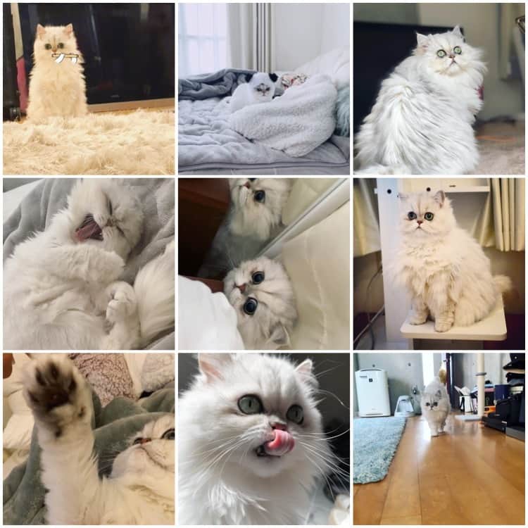 BeBeのインスタグラム：「2019年もありがとうございました🙏💓💓　2020年もよろしくお願いします✨✨皆様良いお年をお迎え下さい✨✨✨🌟　#thankyou2019 #goodbye2019 #hello2020 #bestmoments2019 #cat #kitty #kitty」