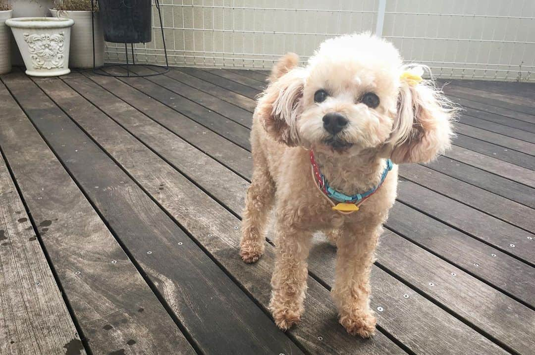 亀田興毅さんのインスタグラム写真 - (亀田興毅Instagram)「我が愛犬ネネ、14年の犬生を終え天に逝く…。 #ネネ #トイプードル #愛犬 #大晦日 #潔く #カッコ良く #色々な思い出 #アホでうるさい奴やったが誰よりも賢い子だったのが亡くなってから思い知らされた #ありがとう」12月31日 23時50分 - kokikameda