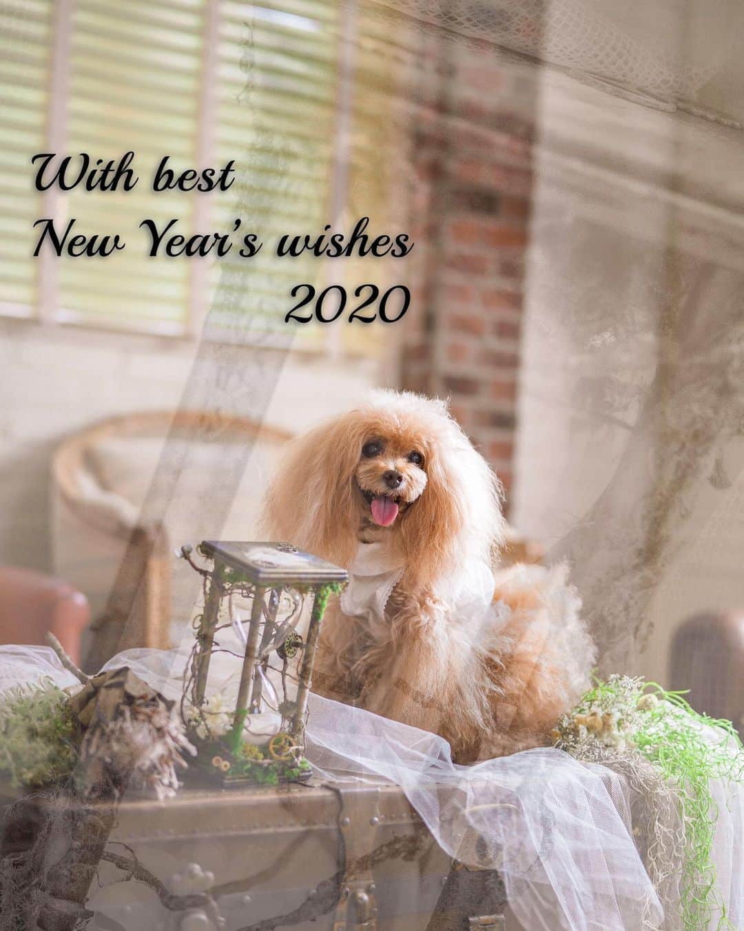 Toypoodle Mikuru?Asakusa Tokyoのインスタグラム：「20200101 Wednesday. Hello 2020💓A Happy new year ✨ May 2020 be a happy and great year for you💖  謹賀新年🎍 明けましておめでとうございます。 本年度も仲良くして頂けると幸甚です。 みくる共々よろしくねッ😆  #はろー2020 #新年のご挨拶 #あけおめ  Photography @ towa_no_mori」