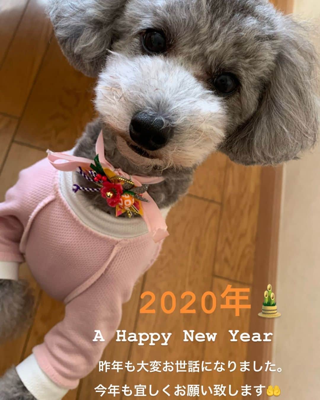 桜井未来さんのインスタグラム写真 - (桜井未来Instagram)「明けましておめでとうございます😊🎍☀️ 昨年は、大変お世話になり、ありがとうございました😊💕 今年もいっぱいお世話になります（笑） 今年も宜しくお願い致します🤲💓 みき」1月1日 0時25分 - miki.sakurai0214