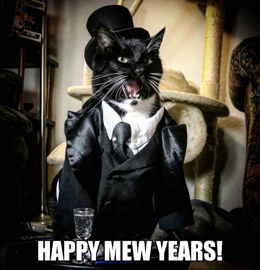 猫コスプレさんのインスタグラム写真 - (猫コスプレInstagram)「Happy New Year! (To everyone as the World turns) . . . . . . #newyearseve #happynewyear #newyear2020 #happynewyear2020 #2020 #nye #nye2020 #cat #catsofinstagram #cats_of_instagram #catstagram」1月1日 0時30分 - cat_cosplay