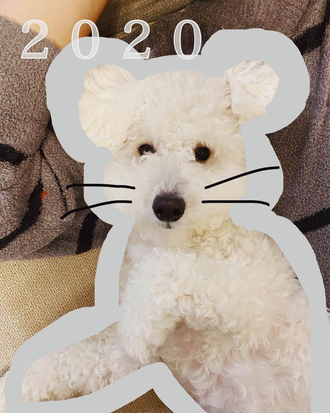 吉田愛璃のインスタグラム：「. . hello!! 2020!! 今年も宜しくお願いいたします♥ 縁した皆さんと素敵な1年を送れますように♥  #2020 #あけおめ #happynewyear #ねずみ年 #トイプー #いぬすたぐらむ #teddy」