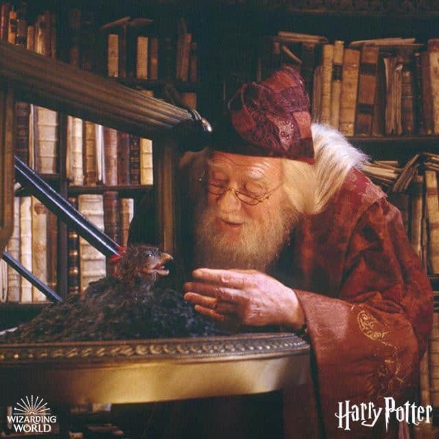 ハリー・ポッターさんのインスタグラム写真 - (ハリー・ポッターInstagram)「Time to shed your past plumage and reemerge fresh for the year ahead. #NewYearsEve」1月1日 0時59分 - harrypotter