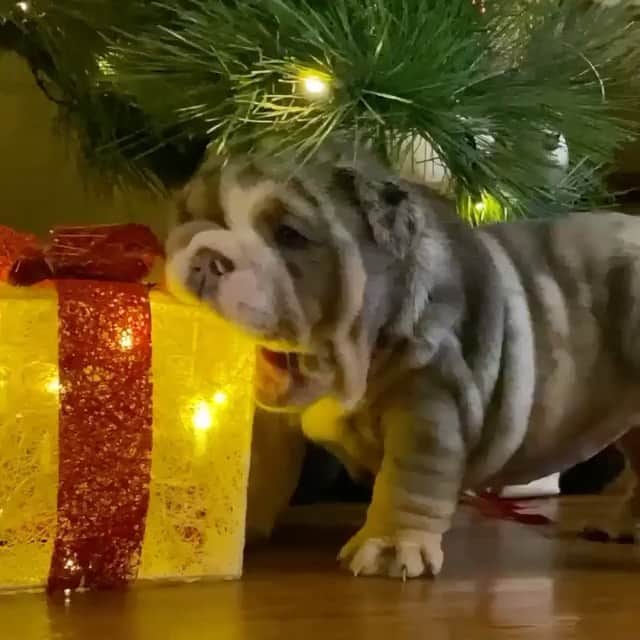 Bodhi & Butters & Bubbahのインスタグラム：「Leaving the holiday season behind #newyearnewme #nah . . . . . #bulldog #puppy #love #bestoftheday #newyear #nye #getit #baby #dogsofinstagram @posherbulls」