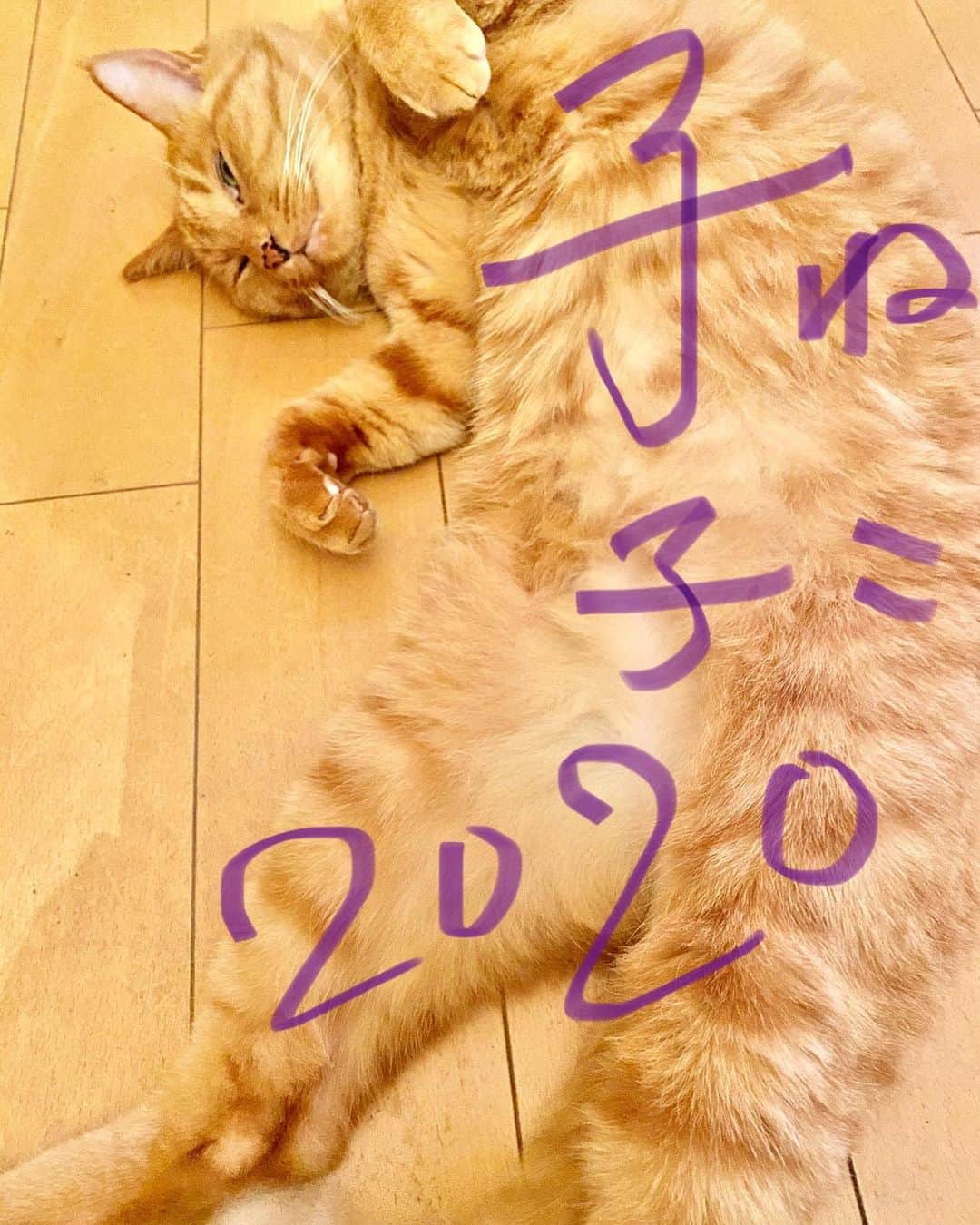 Shinnosukeさんのインスタグラム写真 - (ShinnosukeInstagram)「🎍謹賀新年🎍 今年も猫らしく1人気ままに雲のように行こうと思います。がんばるよ！  #cat #猫 #謹賀新年 #happynewyear #2020」1月1日 1時52分 - shinscapade