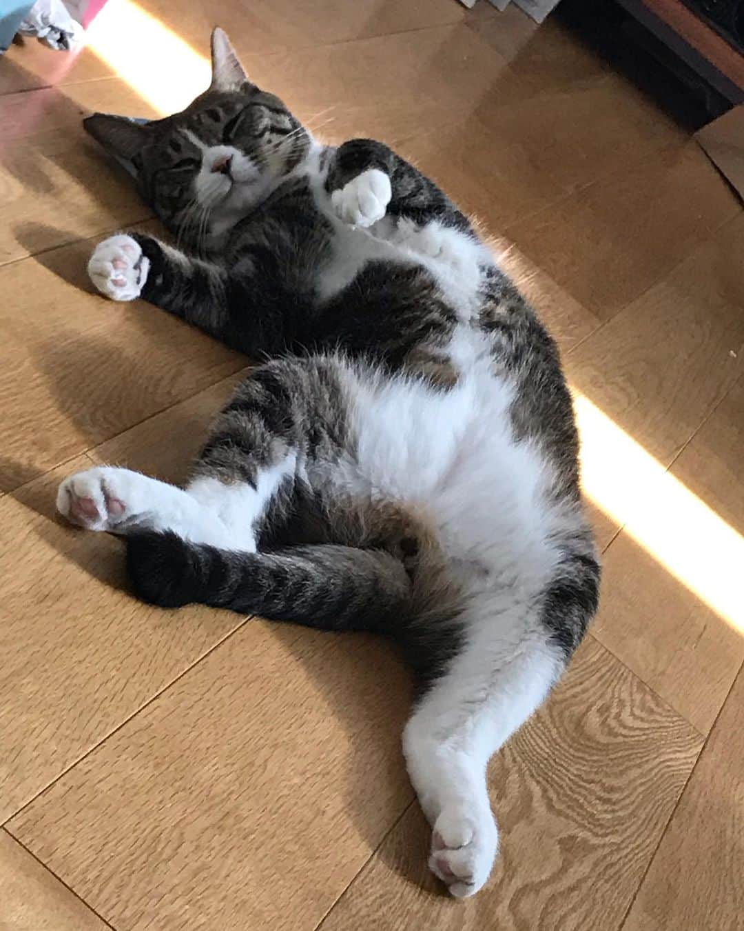 桜井誠のインスタグラム：「あけましておめでとうございます🎍 今年は猫のように、マイペースに好きな事を好きなようにやる年にしたいです😼 てか猫の生活羨ましいかよ！ 寝てるだけで愛でられる！これ以上の役得は無いだろー！ でもこの子達が幸せに寝転がれるよう、お父ちゃんは2020も頑張ります〜！」