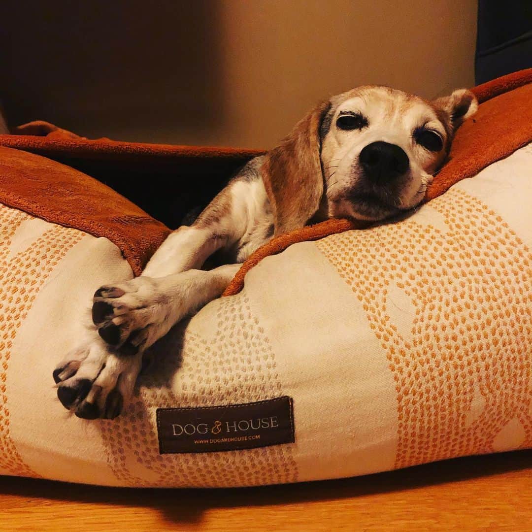シーマス・デヴァーさんのインスタグラム写真 - (シーマス・デヴァーInstagram)「This beagle is so done with 2019.」1月1日 2時35分 - seamuspatrickdever