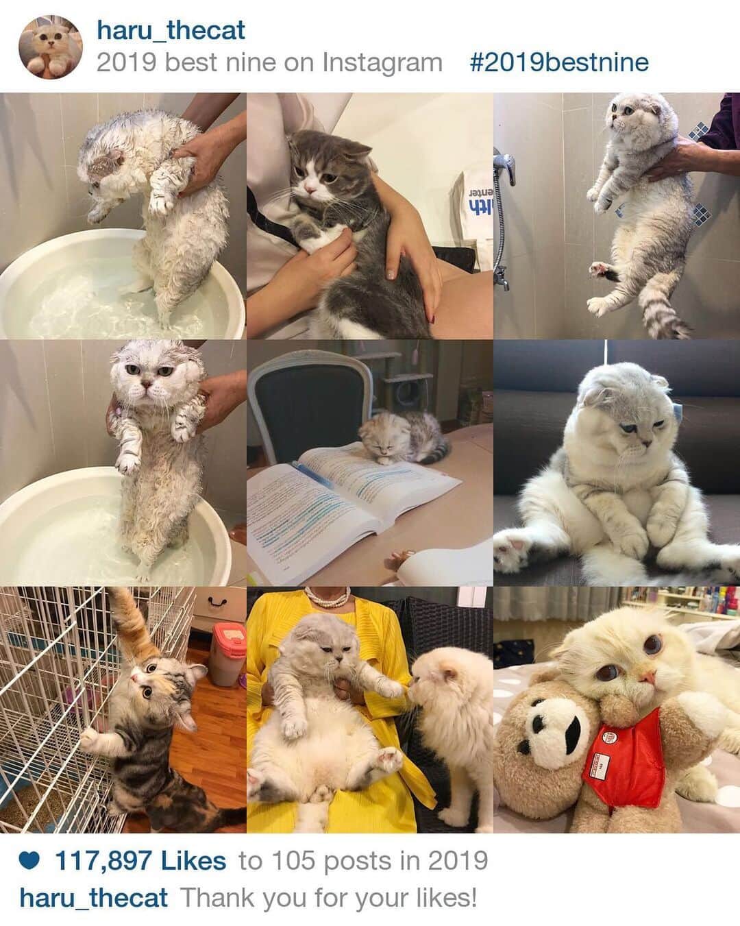 Haruのインスタグラム：「#และโอเคเรายังดูเป็นเจ้าของไอจีนี้อยู่ #haruthecat 🥰Thank you for all supports and loves throughout year 2019. 😊❤️ Wish you all happiness and joy in this year. I promise to post more adorable pictures of me and all members revealing what we actually do in our daily life. I mean beside sleeping and eating which are my two favorite. 😜 And maybe I will have a annual bath soon. 🛀 💦」
