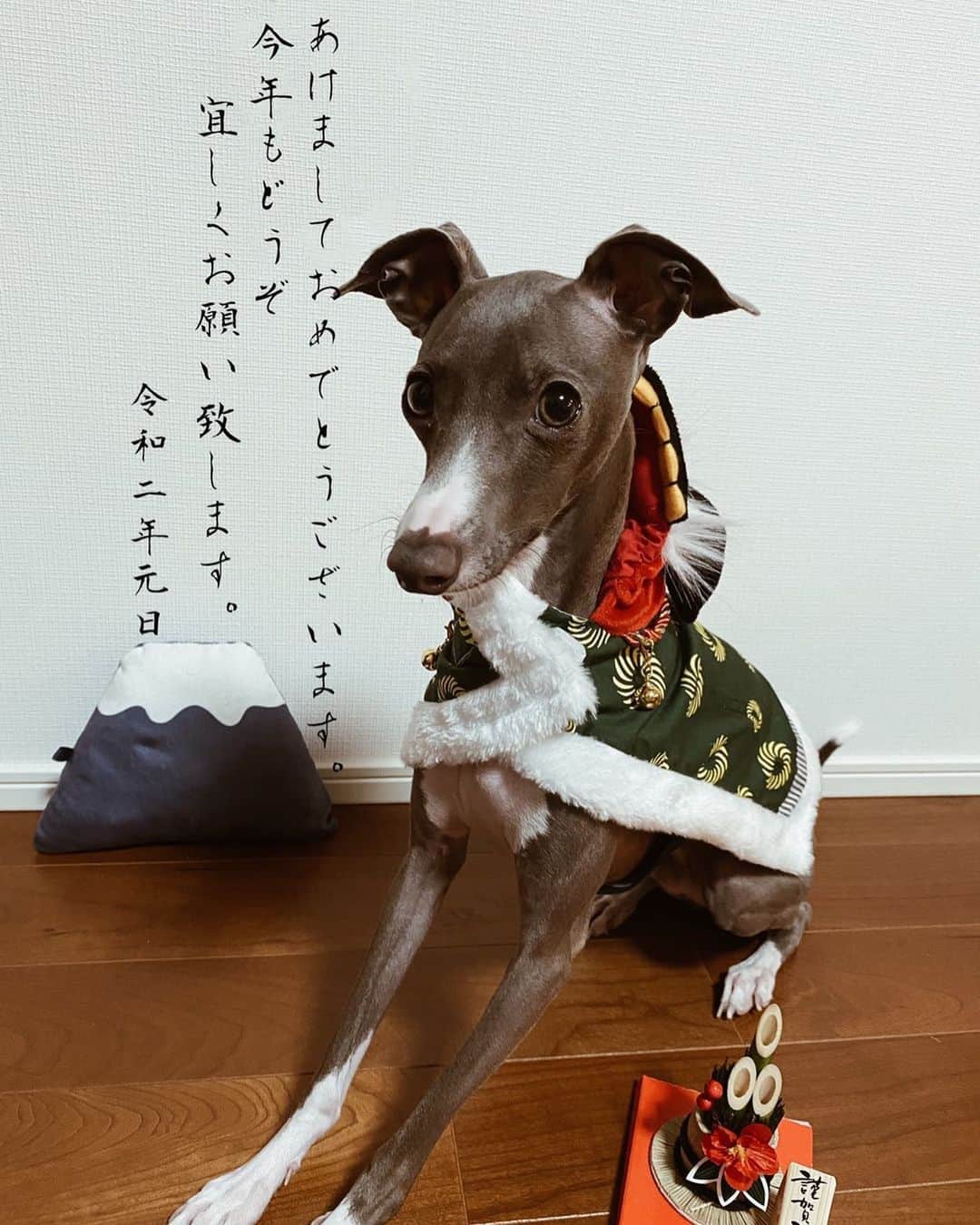 田川亨介さんのインスタグラム写真 - (田川亨介Instagram)「🎍あけましておめでとうございます🎍 って言ってます。（犬も） 今年もよろしくお願いします。 #田川亨介」1月1日 13時15分 - tagawakyosuke