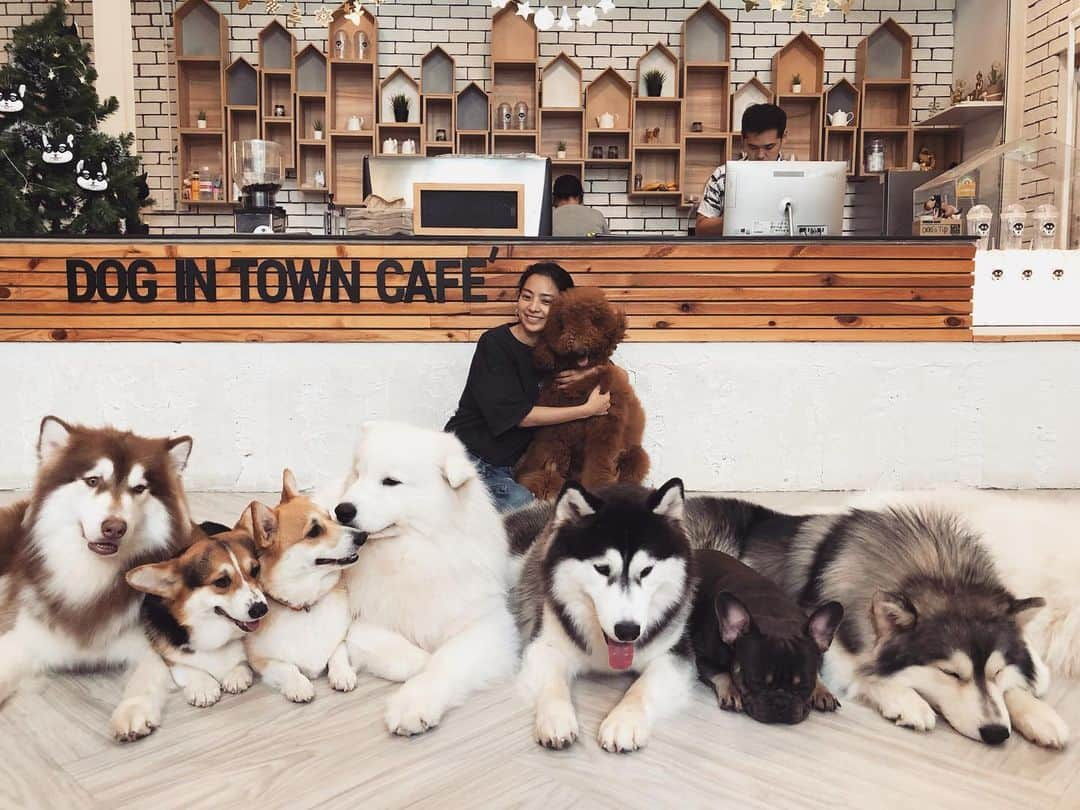 蒼あんなさんのインスタグラム写真 - (蒼あんなInstagram)「わんわんランドinタイ🐶🇹🇭 Bou Wow park in Thailand 🐶🇹🇭 超級可愛😍😍😍 . . #bowwow #わんわんらんど #🐶」1月1日 13時28分 - twins_anna