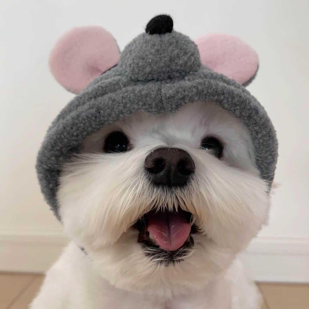 セロリのインスタグラム：「【チューチュー】 2020年初投稿。 今年もよろしくお願いします。 #maltese #マルチーズ #子年 #2020年もよろしくお願いします」