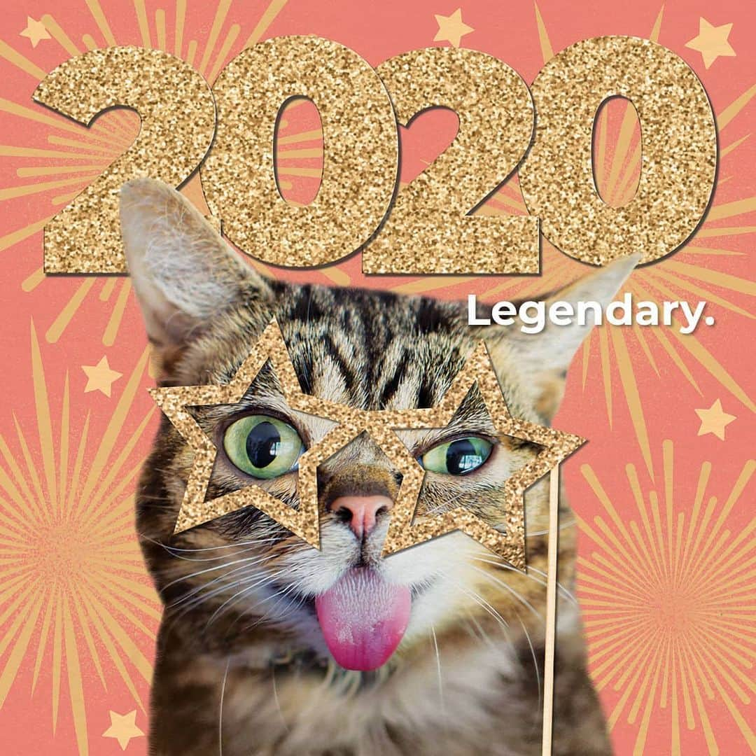 Lil BUBさんのインスタグラム写真 - (Lil BUBInstagram)「Legendary is right. Happy New Year.  #bubforever #lilbub #bestjobbub #thanksbub #happynewyear」1月1日 14時01分 - iamlilbub