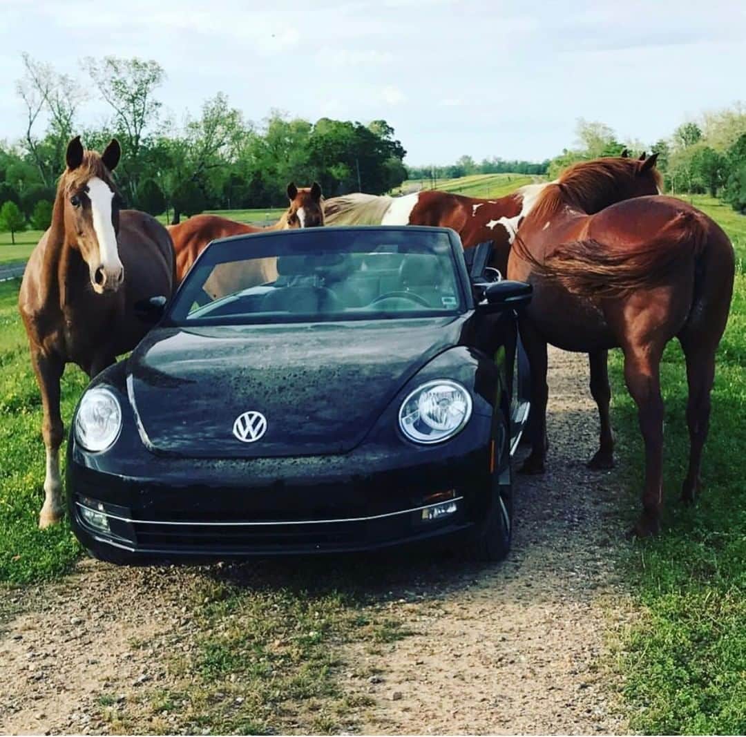 Volkswagen USAさんのインスタグラム写真 - (Volkswagen USAInstagram)「I bought this car on a whim a couple years back. Such a fun vehicle!!! I experienced them a lot as a kid and glad to be able to own one as an adult!! PS horses like it too...🐴😂❤️ - @lecenacfantome⠀⠀⠀⠀⠀⠀⠀⠀⠀ ⠀⠀⠀⠀⠀⠀⠀⠀⠀ The end of the decade marks the end of an era. We're saying goodbye to the Beetle with the help of VW fans across the country. (5/12) #TheLastMile」1月1日 6時00分 - vw