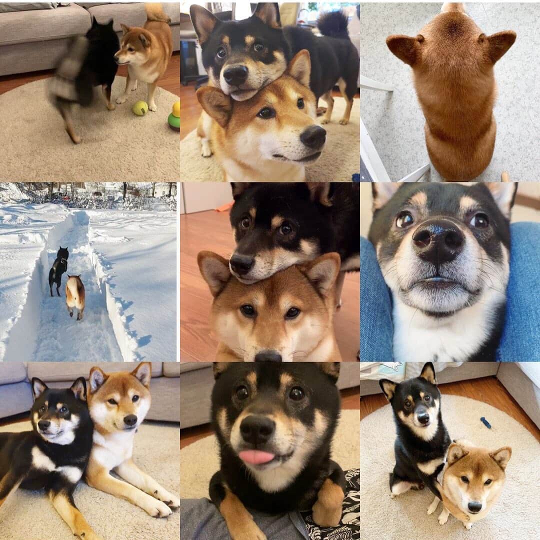 ?Fricko the Shiba Inu?のインスタグラム：「This is top 9 moments of our 2019 dailies!😘Thanks for the love and support of 2019 🥰🥰Hope every friend has a healthy and safe 2020!!😘🎆🎊 🐾 🐾 🐾 #FrickoandKeaton #🐶 #☀️ #shiba #shibainu #dog #柴犬 #赤柴 #黒柴  #adorable #shibalovers #shibaholics  #dogoftheday  #weeklyfluff #aww #dogstagram  #dogscorner #puppiesofinstagram #shibapuppy」