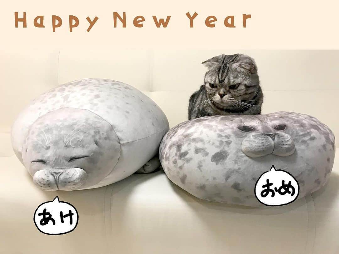 Shishi-maruのインスタグラム：「🐱今年もよろしくお願いします！ 🐱Happy new year! ーーーーーーーーーーーーー 🌺「渋ネコ ししまるさん」ねこのきもちWEB MAGAZINE にて毎週金曜日エッセイの連載中 ーーーーーーーーーーー 📕「ぷっちねこ。」「3匹のちいさな猫を召喚できたなら」「ちいさな猫を召喚できたなら」徳間書店より単行本発売中 ーーーーーーーーーーー ⭐︎ねこ漫画→@tacos_cat 🌺Twitter →@taco_emonemon ーーーーーーーーーーー」