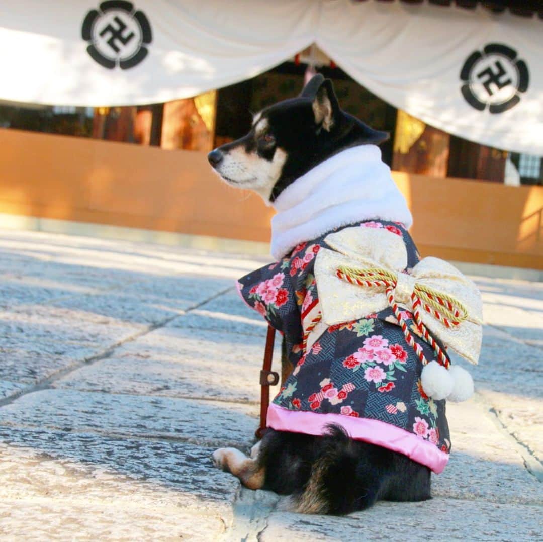 vo_coのインスタグラム：「🎍 2020年、あけましておめでとうございます 改めて今年もよろしくお願い致します 本日はこたつさん7歳最後の日！ * #晴れ着はくーさんのお下がり #shibastagram #instashiba #shiba #shibainu #黒柴 #柴犬」