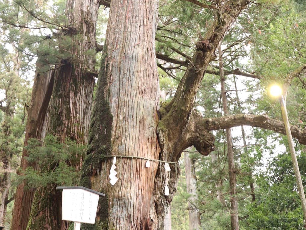 琴菜さんのインスタグラム写真 - (琴菜Instagram)「あけましておめでとうございます🎍🎍❣️ 2020年もよろしくお願いします🥺🤲 by日光二荒山神社⛩🏔🏔縁結びの神社らしいよ🥳 杉の木に楢の木が生えた珍しい御神木で、縁結びの木と言われてるみたい❣️今年もたくさんの人に出会って、素敵なご縁で皆様と繋がれますように。家族共々これからもよろしくお願いいたします。  #あけましておめでとうございます #2020年　#新年　#今年もよろしくお願いします　 #二荒山神社 #日光　#縁結びの木　#パワースポット」1月1日 8時40分 - dj_singer_kotona