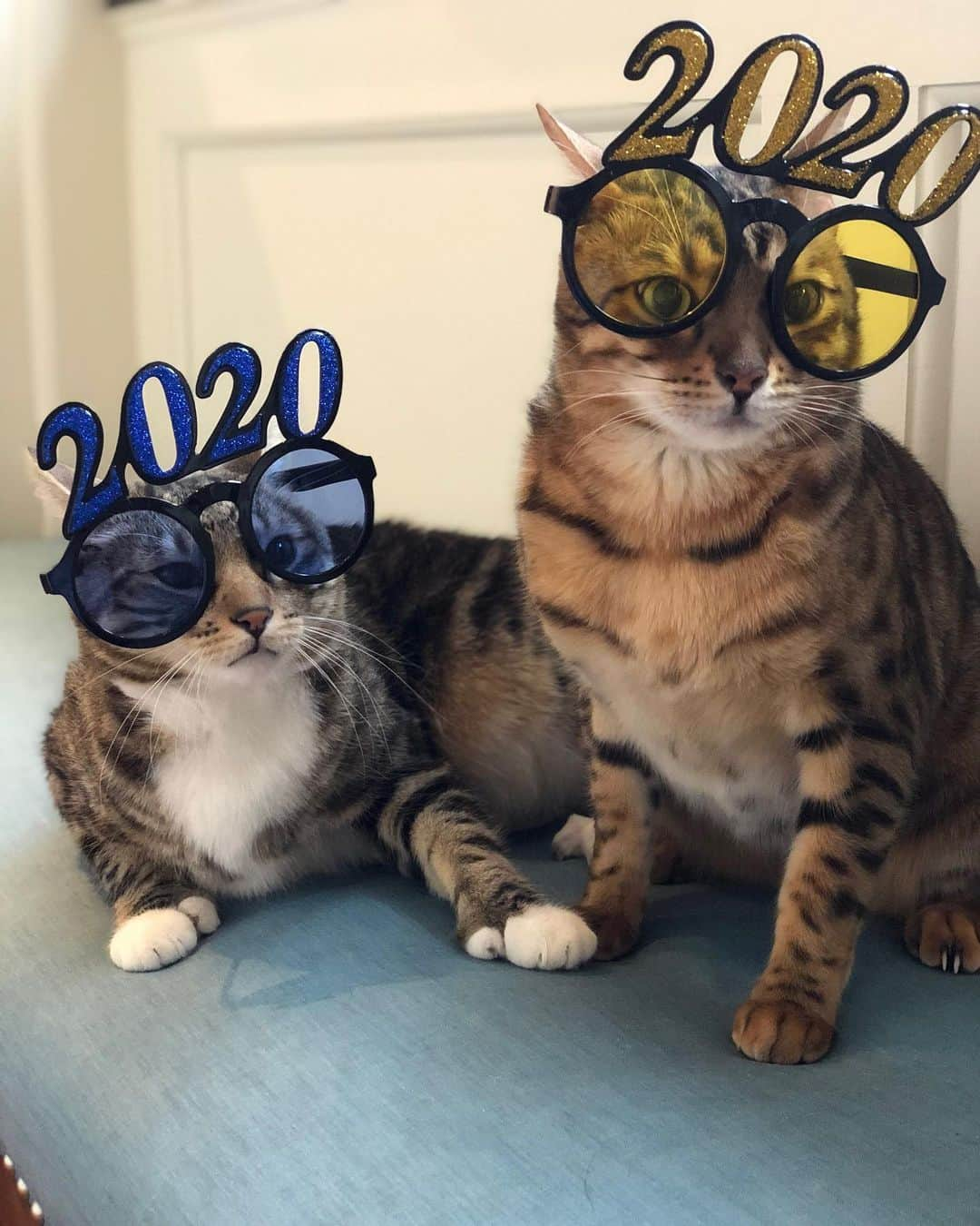 ジェシカ・サインフェルドさんのインスタグラム写真 - (ジェシカ・サインフェルドInstagram)「Happy 2020 and beyond! I have captions I keep erasing about it being time for all of us to quit social media in the coming year but I will keep it positive 😃😃😃😃😃😃😃 yay! 🥳🥳🥳😻😻😻👯‍♂️👯‍♂️👯‍♂️ happy new yearrrrr!!!!!」1月1日 8時34分 - jessseinfeld