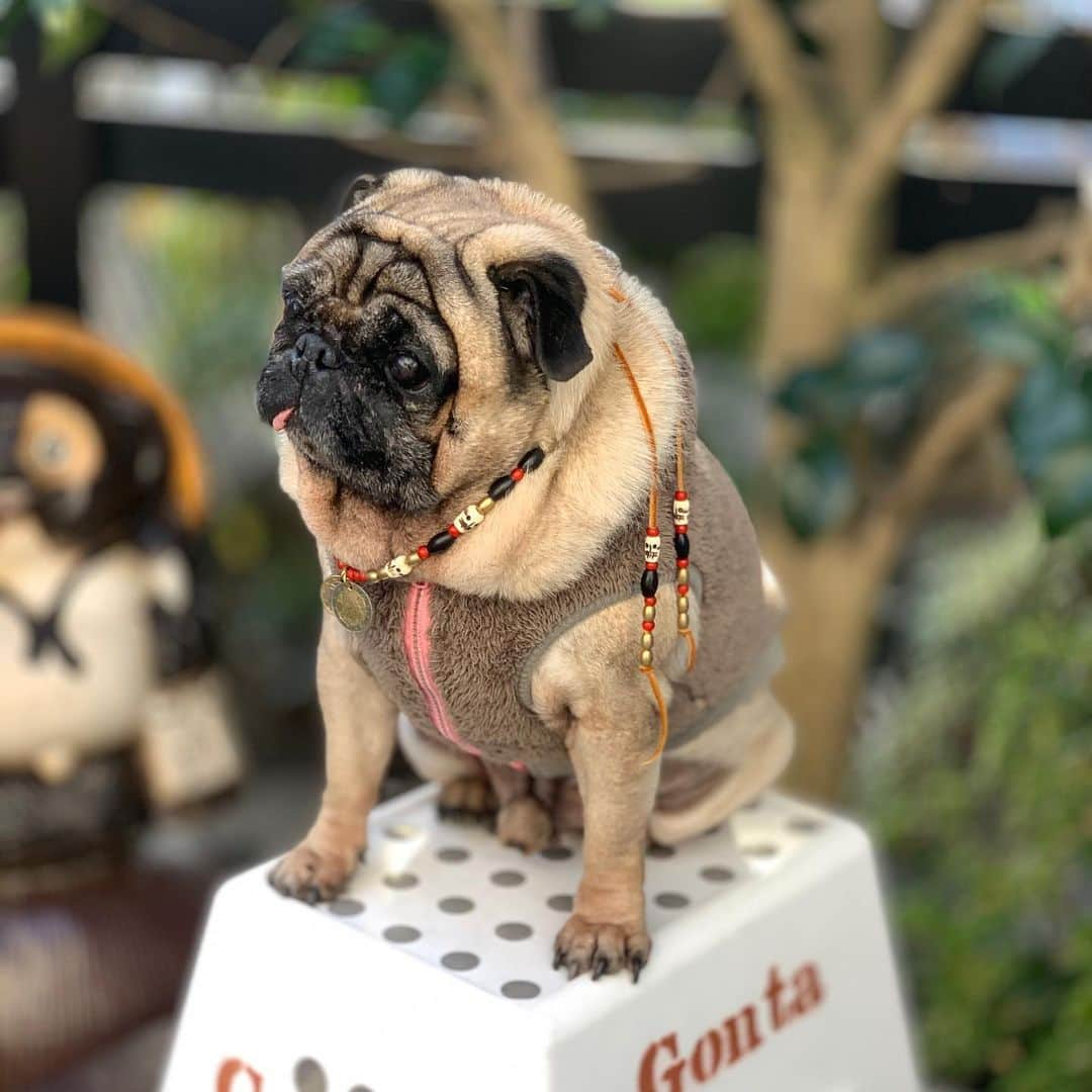 gontaさんのインスタグラム写真 - (gontaInstagram)「Happy new year🐀🍾🎉💕❤️😊#keelyafternoontea #Gonta2#speakpug #smilingpugs #pugjapan #pug #love #pugsofinstagram #zerozeropug #pugshit #worldofpug」1月1日 8時35分 - gehhah