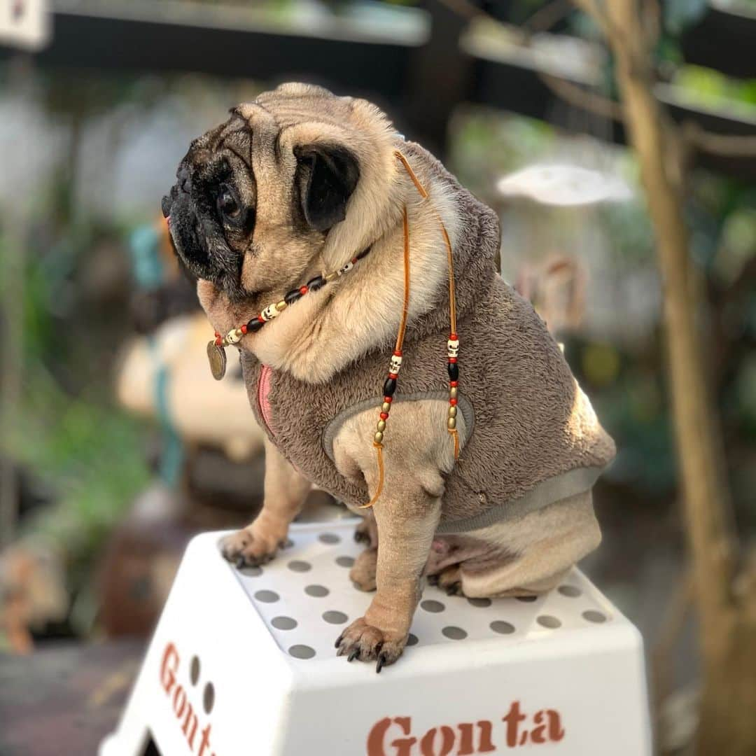 gontaさんのインスタグラム写真 - (gontaInstagram)「Happy new year🐀🍾🎉💕❤️😊#keelyafternoontea #Gonta2#speakpug #smilingpugs #pugjapan #pug #love #pugsofinstagram #zerozeropug #pugshit #worldofpug」1月1日 8時35分 - gehhah