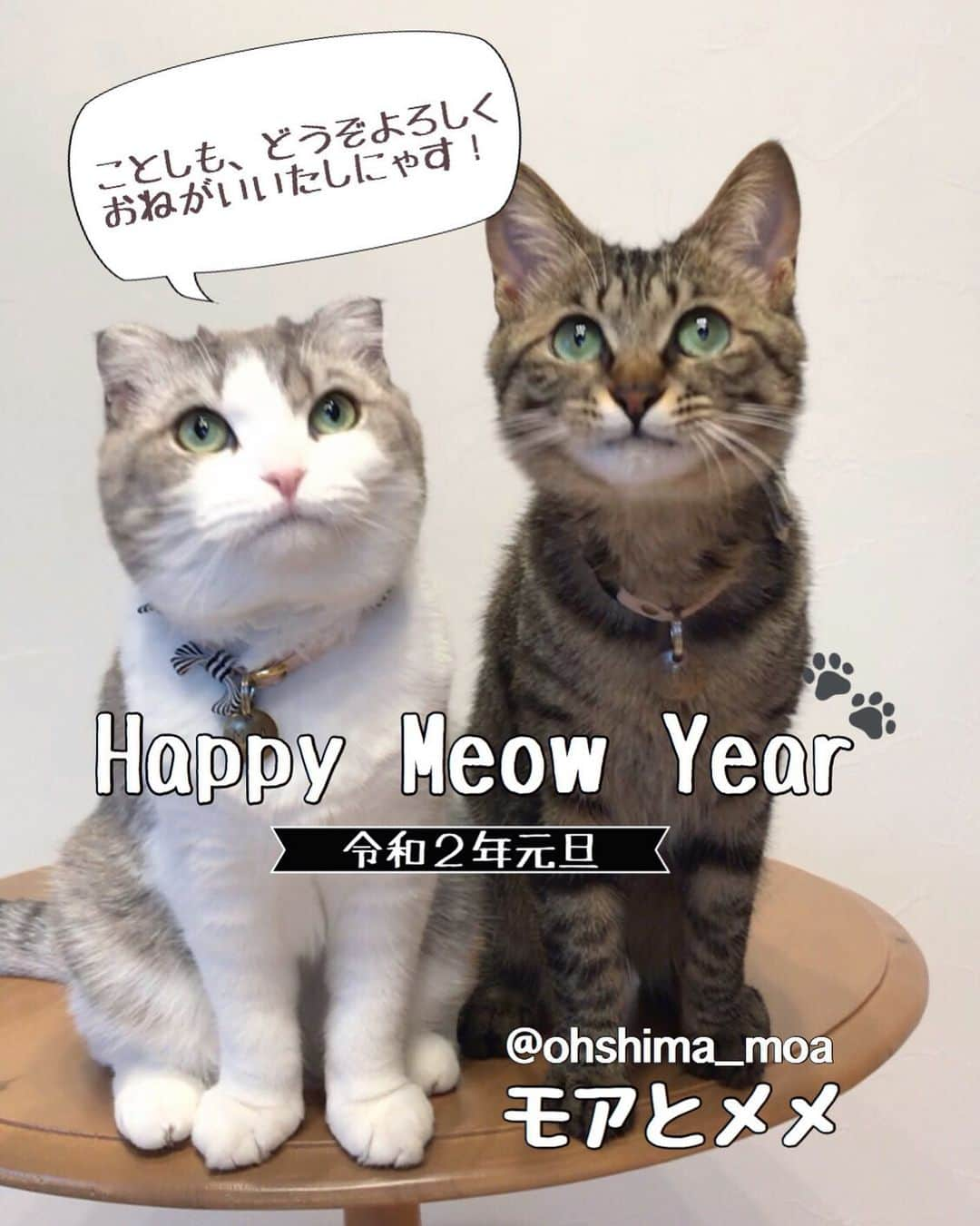 ohshima_moaさんのインスタグラム写真 - (ohshima_moaInstagram)「. . あけましておめでとうございます🎍 . #happynewyear2020 #みにゃさまにとりまして #幸多き1年になりますように . . #りぷちんに届け元気玉 #サンデイ #ペコねこ部 #ふわもこ部 #みんねこ #picneko #キジトラ #保護猫 #ScottishFold #スコティッシュフォールド #catlife #catsofinstagram #cats_of_world  #無敵の親バカ同盟 #Instacat_meows #lovelycat #sweetcat #9gag #bestmeow #igersjp #rakutenpet #猫好きさんと繋がりたい #猫のいる暮らし」1月1日 9時06分 - ohshima_moa