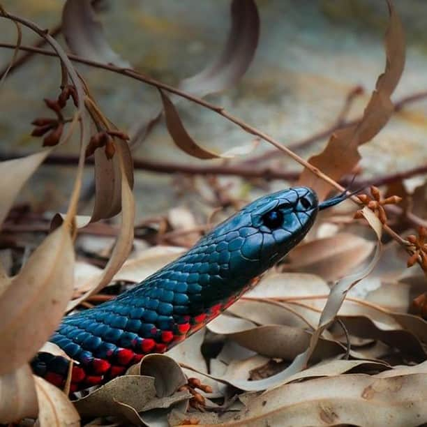 タロンガ動物園さんのインスタグラム写真 - (タロンガ動物園Instagram)「Did you know the Red-bellied Black Snake shares our love for sunshine and water, they also give birth to live young!  Thanks @danielo.penguini for this incredible shot. Visit them this summer at Reptile World.  #forthewild #proudlynotforprofit」1月1日 9時00分 - tarongazoo