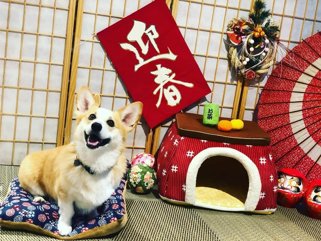 田上大地のインスタグラム：「🎍明けましておめでとうございます🎍 本年もよろしくお願い致します😊 #2020 #happynewyear  #いぬすたぐらむ #犬のいる生活 #ウェルッシュコーギー  #コーギー #corgi #柏レイソル #kashiwa #reysol」
