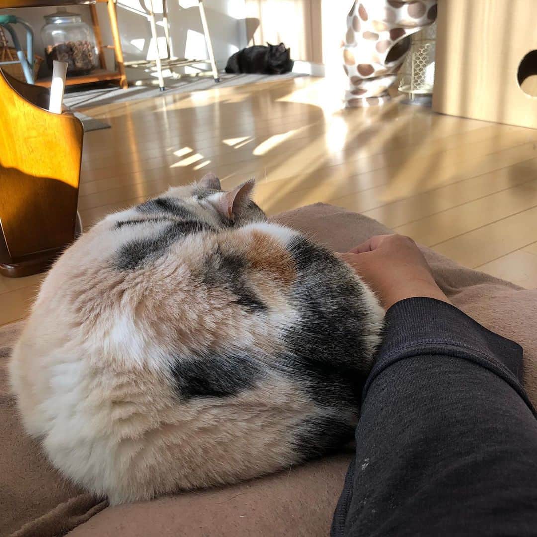 ホタテ＆クラム＆シラスのインスタグラム：「明けましておめでとうございます、今年もよろしくお願いします。  シーが腎不全で入院＆手術をした時も、その後にホタテが腎不全の症状を出した時も、どちらも年の瀬だった。今年は少し前にシーが少しだけ調子を崩したけれども今は元気いっぱい。  だから平穏に、ただ平穏に迎えられる新年が本当に嬉しくて心安らぎます^ ^  #cat #neko #ScottishFold #猫 #ねこ #スコティッシュフォールド #catstagram #instagram #instagramjapan #ig_japan #igersjp #黒猫 #blackcat」