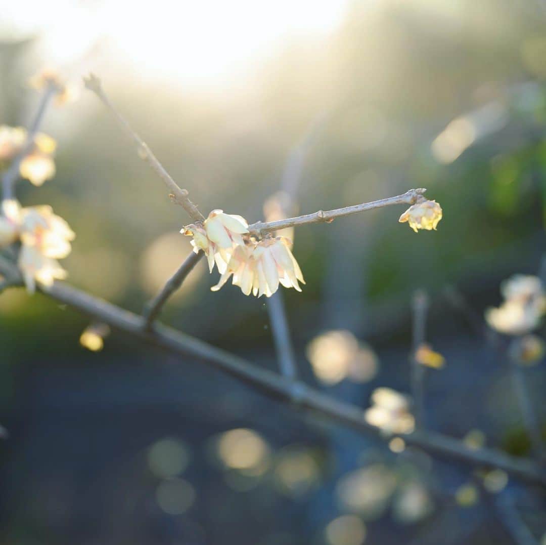 japanese forest & web designer　kapiosanのインスタグラム