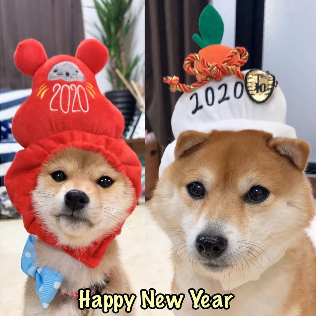 豆柴 サニーちゃんさんのインスタグラム写真 - (豆柴 サニーちゃんInstagram)「. . 🐻🐶2020 🎉HAPPY NEW YEAR 🎉 . 今年も みなさんにとって さにらむ家にとって 健康で楽しい1年になりますように✨ 2020年もよろしくお願いします . . 年内ラストに #サニーちゃんのホットドッグ屋さん に遊びに来てくれたお友達から 頂いた被り物🐭です ありがとうございました💕 . 🐻🐶今年もみんなにいっぱい 遊んでもらいたいです🎶 @sunny_hotdog . . #さにらむ2ショット #明けましておめでとうございます🌅 #今年もよろしくお願いいたします #健康で元気に過ごせますように #サニーのかぶりもの . #柴犬#豆柴 #赤柴 #まめしばいぬ#まめしば#いぬのきもち#ふわもこ部 #サンデイ#サンデイいぬ組#anicas#shiba_snap #shibainu#shiba#mameshiba#shibastagram #mameshibapuppy#shibapuppy #豆柴サニーちゃん#豆柴ラムちゃん#さにらむたん #さにらむ2020」1月1日 14時36分 - sunny_rei_32