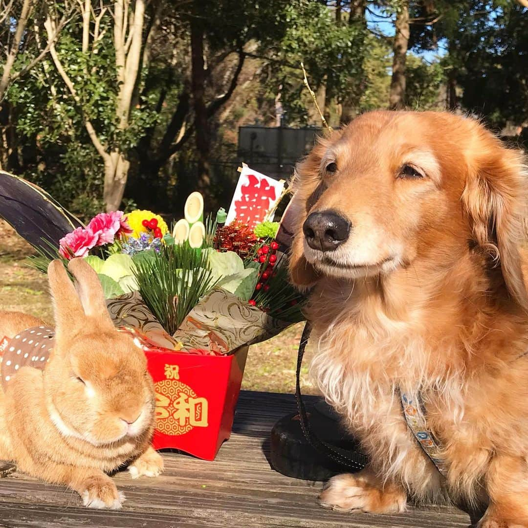 Chieko Shibutaさんのインスタグラム写真 - (Chieko ShibutaInstagram)「明けまして　おめでとう ございます🍊  今年も　たろー🐶&うじゃこ🐰&👩　宜しくお願い致します✨🎍🐶❤️🐰🎍✨ 元旦🍊　あさんぽ🌱 穏やかな時間🐶🐰 💕✨🐶🍀🐰✨💕 💕 #dachshund #dachshunds #dachshundlove #dog #dogs #doglove #instadog #instagram #instagood #pet #pets #petsagram #cute #cutepe #cutepet #cutedog #cuteanimals #likes #09076999576 happy #smile #rabbit #ラビット #ミニュチュア #ミニュチュアダックス  #ミニュチュアダックスフント #うさぎ部 #うさぎ #ダックス #ダックスフンドロングヘアー#犬とうさぎ」1月1日 9時15分 - chieko.81