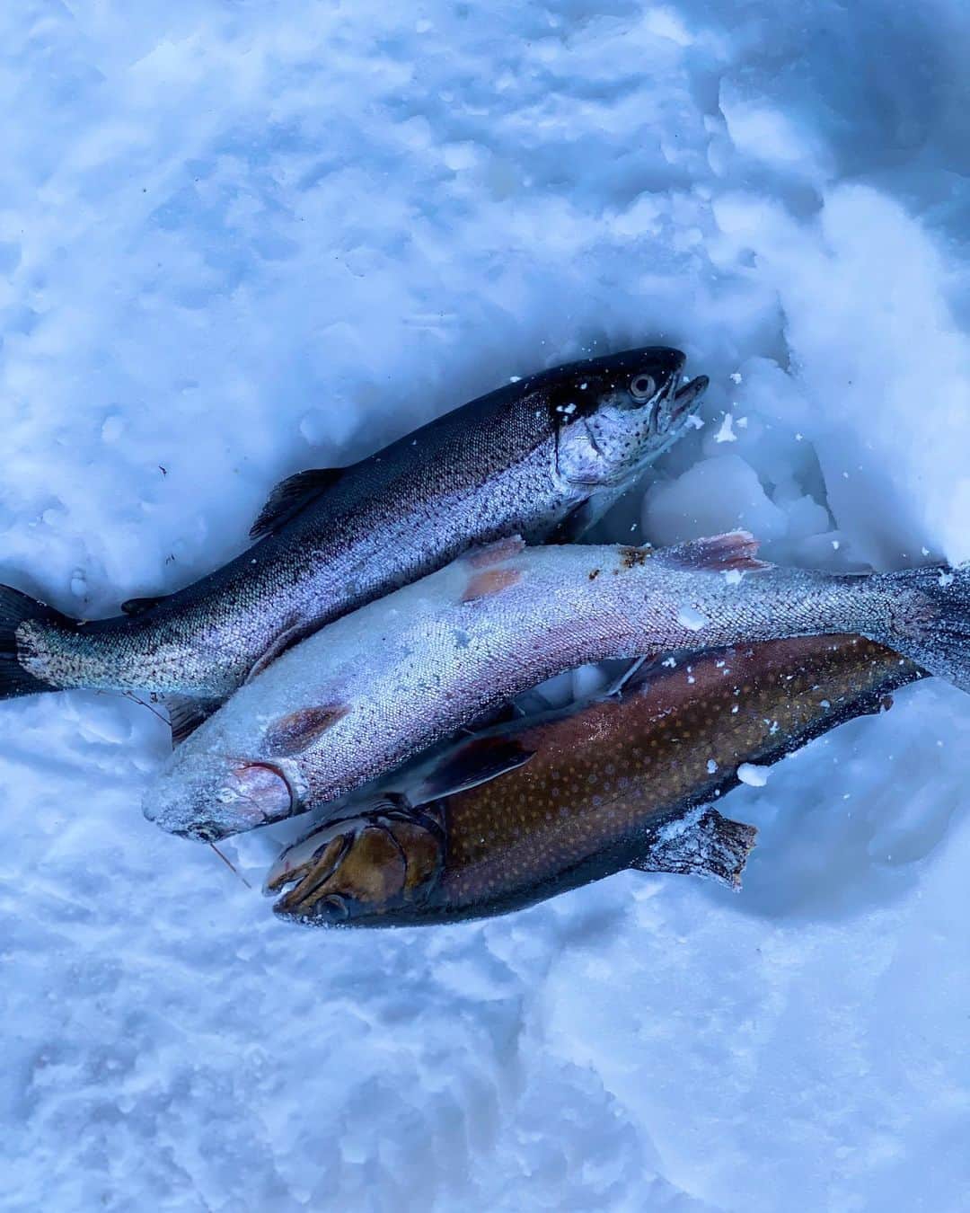 ミシェル・モナハンさんのインスタグラム写真 - (ミシェル・モナハンInstagram)「You know, just keeping things reel on the last day of 2019. 🥳 #icefishing #dinnerisserved @vermejoreserve」1月1日 9時13分 - michellemonaghan