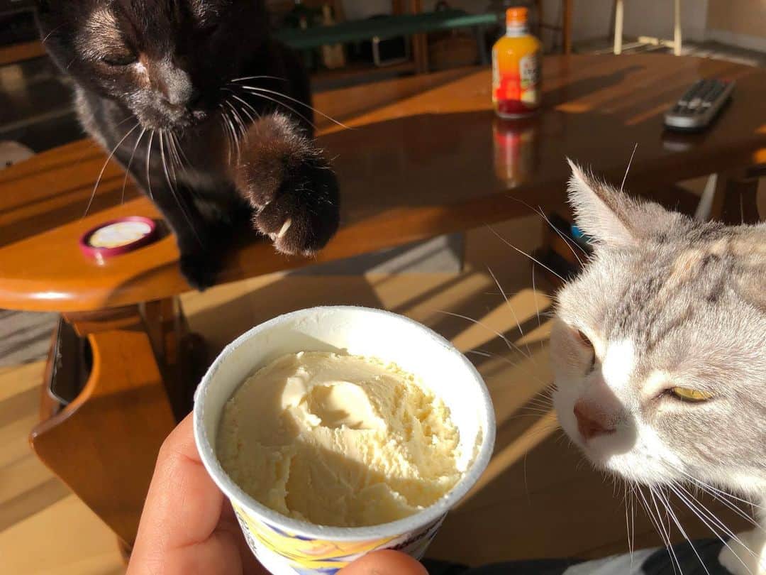 ホタテ＆クラム＆シラスのインスタグラム：「昨夜ハーゲンダッツのCMがやたらに流れていて食べたくなったので買ってきたんだけど、やはりアイスが落ち着いて食べられない我が家。そんな元旦です（笑） #cat #neko #ScottishFold #猫 #ねこ #スコティッシュフォールド #catstagram #instagram #instagramjapan #ig_japan #igersjp #黒猫 #blackcat」