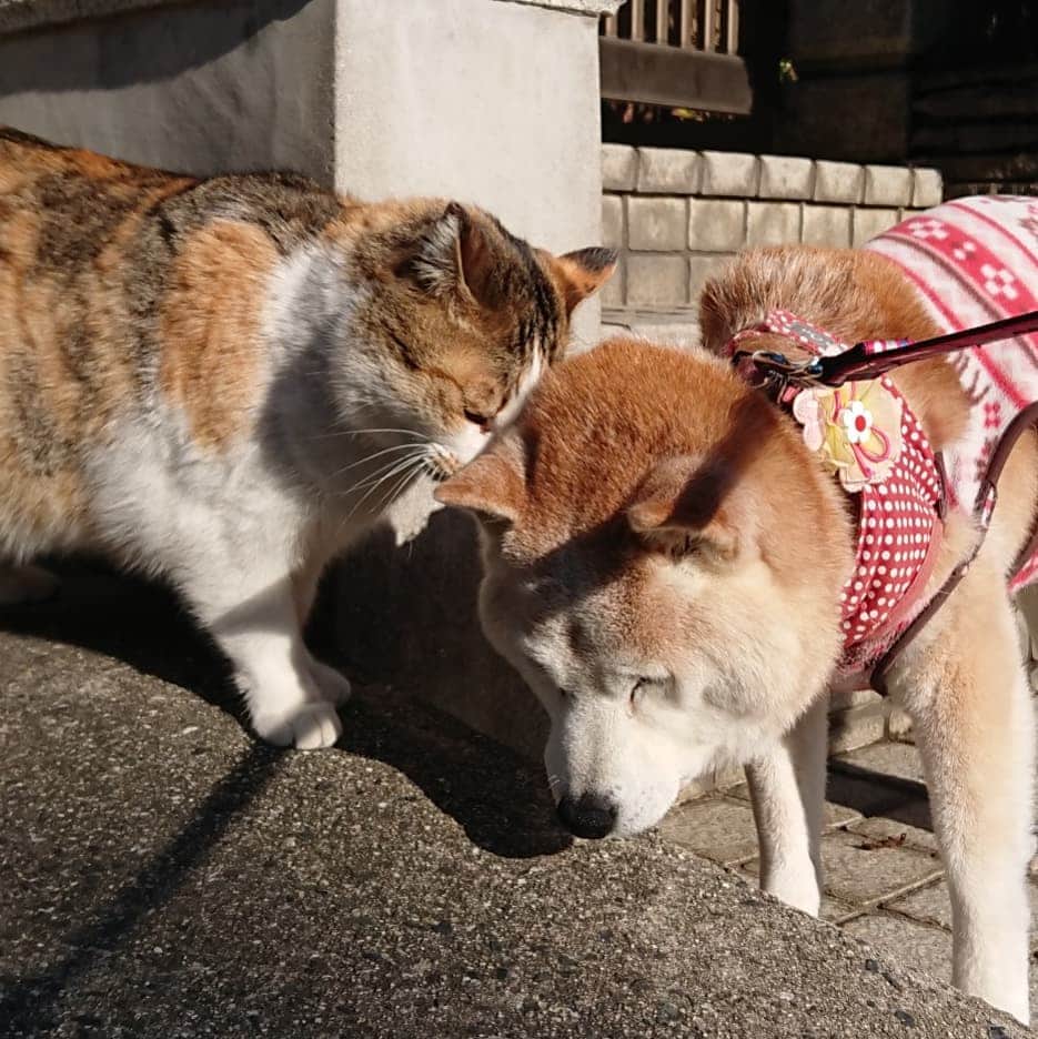 柴子さんのインスタグラム写真 - (柴子Instagram)「あけましておめでとうございます。 本年もよろしくお願いします。 柴子(仮名)さん、今年も頑張ります(๑•̀ㅂ•́)و✧　 #柴犬　#shibainu #shibastagram」1月1日 10時00分 - senogawadogs
