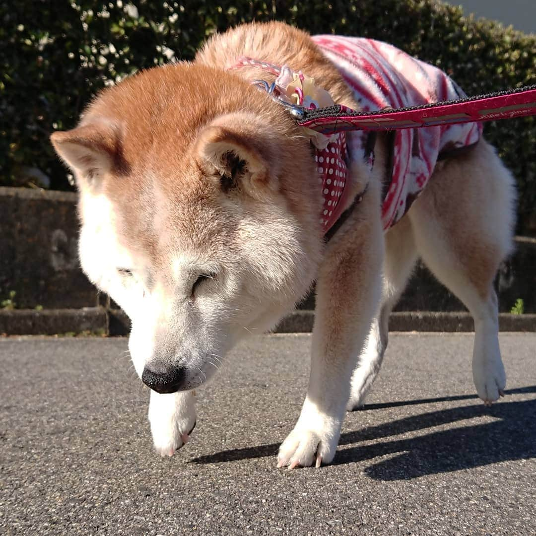 柴子さんのインスタグラム写真 - (柴子Instagram)「あけましておめでとうございます。 本年もよろしくお願いします。 柴子(仮名)さん、今年も頑張ります(๑•̀ㅂ•́)و✧　 #柴犬　#shibainu #shibastagram」1月1日 10時00分 - senogawadogs