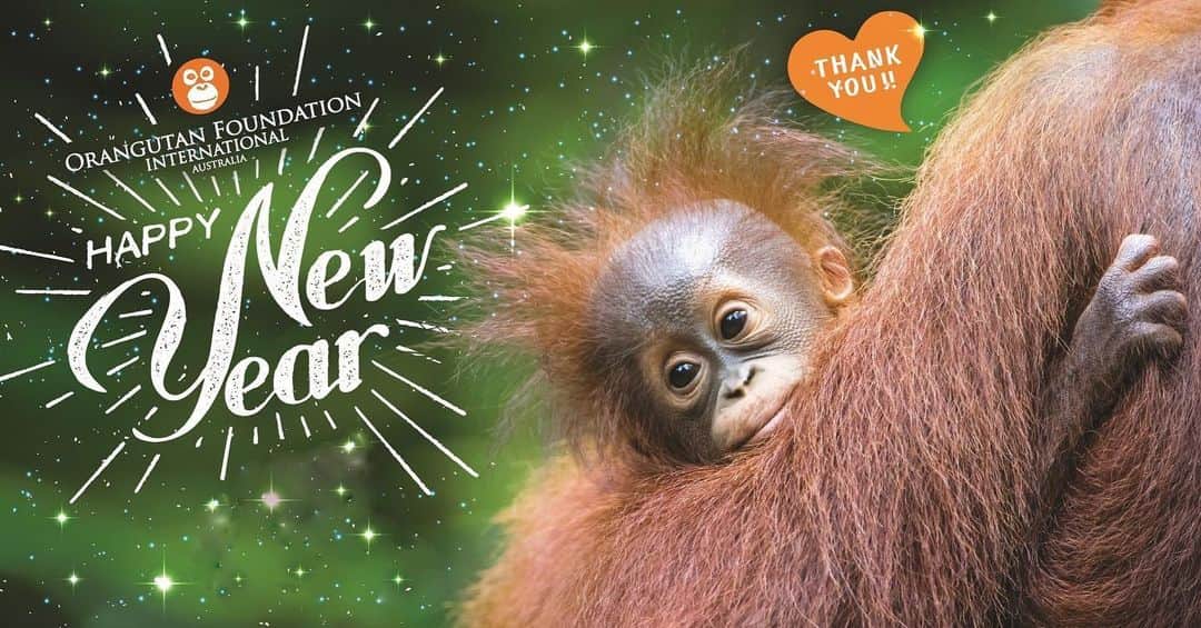 OFI Australiaさんのインスタグラム写真 - (OFI AustraliaInstagram)「Happy New Year everyone! Wishing you all a happy and safe 2020. We are so grateful for your support over the past year. Make your New Year’s resolution to say no to palm oil and provide a better future for orangutans and all the wildlife that share their rainforest home!  _____________________________________ 🐒 OFIA Founder: Kobe Steele 💌 kobe@ofiaustralia.com | OFIA Patron and Ambassador: @drbirute @orangutanfoundationintl |  www.orangutanfoundation.org.au 🐒  #orangutan #orphan #rescue #rehabilitate #release #BornToBeWild #Borneo #Indonesia #CampLeakey #orangutans #savetheorangutans #sayNOtopalmoil #palmoil #deforestation #destruction #rainforest #instagood #photooftheday #environment #nature #instanature #endangeredspecies #criticallyendangered #wildlife #orangutanfoundationintl #ofi #drbirute #ofi_australia #ofia #FosterAnOrangutan」1月1日 10時06分 - ofi_australia