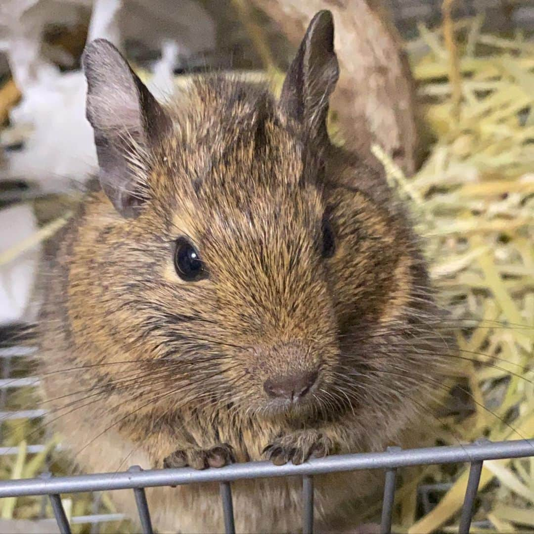 璃央じゅんさんのインスタグラム写真 - (璃央じゅんInstagram)「子年🐁 あけましておめでとう御座います🎍 本年もどうぞ宜しくお願い致します🌟 . 皆さまにとって、素敵な１年になりますように🌅 . . .  2020.1.1 元日」1月1日 10時32分 - waka.junjun