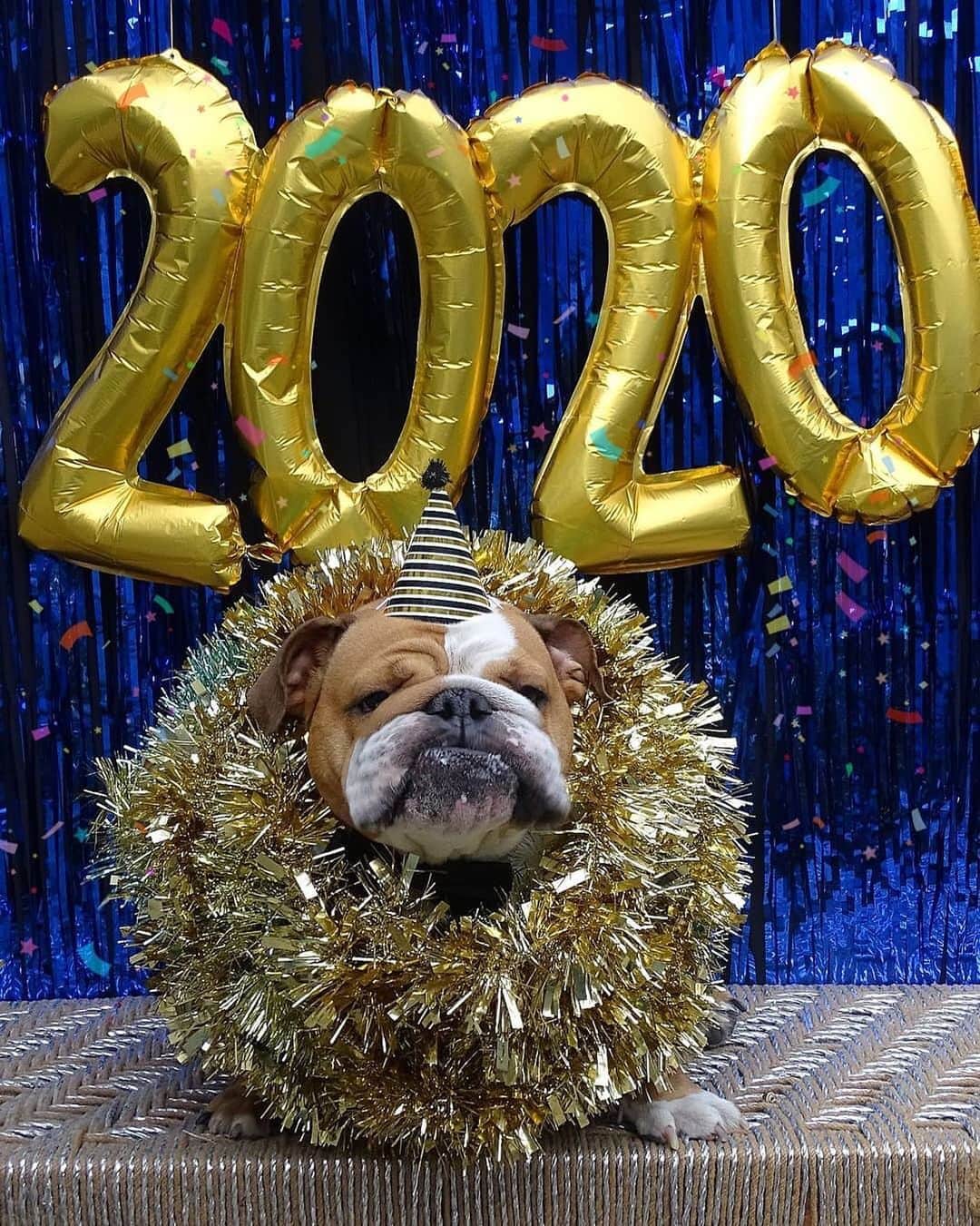 Bodhi & Butters & Bubbahのインスタグラム：「Waiting for the ball to drop 🥂 . . . . . #bulldog #puppy #love #nye #newyear #2019 #2020 #dogsofinstagram #bestoftheday @kingmajesty_and_princessrose」